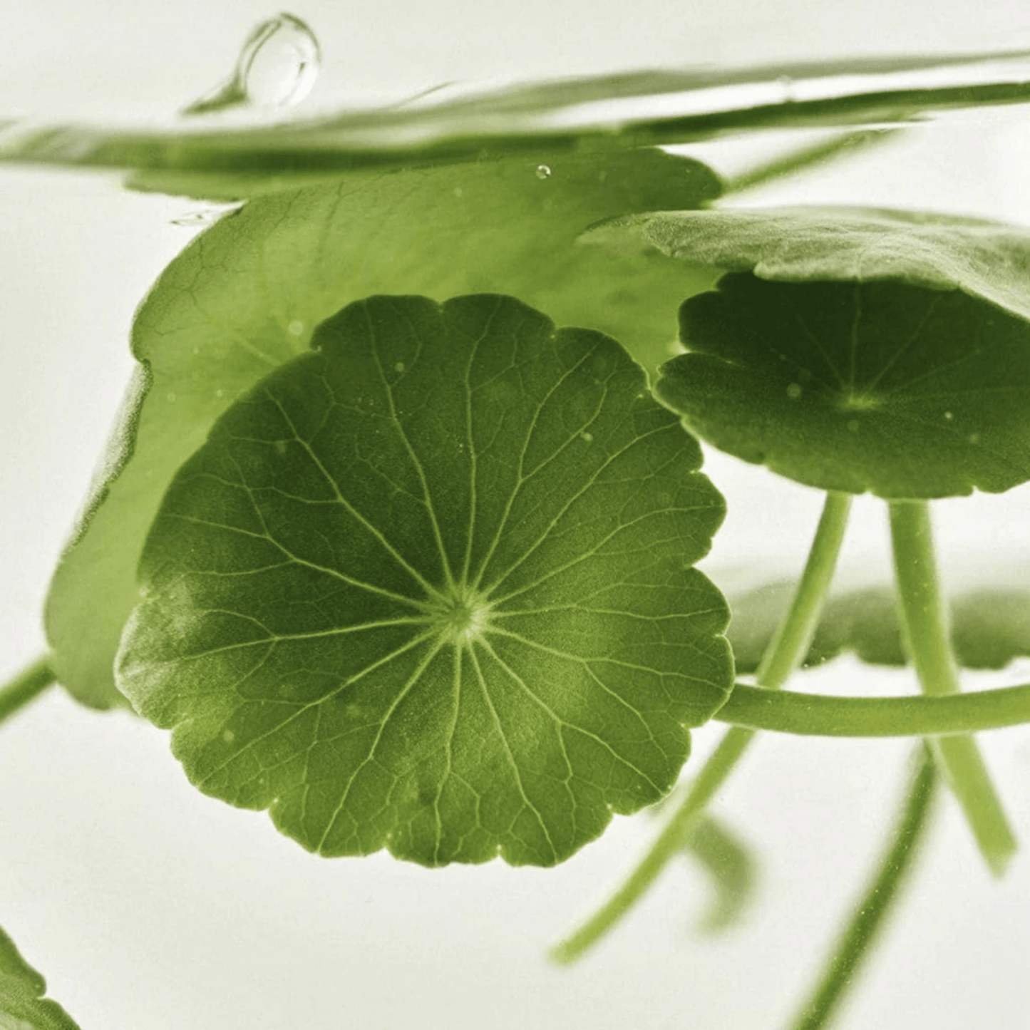 Beauty of Joseon Light on Serum Centella + Vita C